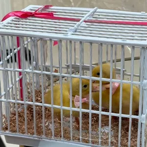 بطتين معا فيونكه ورديه