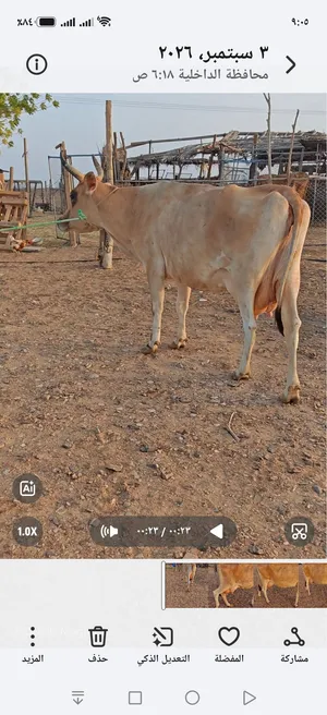 البيع بقره تهجين حيرسي ام 4ولدات فيها حليب خير  تحلب فاليوم من 7الى 8 غرشات تحتها عجله