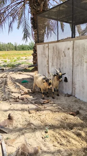 الماعز الافريقي القزم للبيع الراسين على 1800 ً ً  ً ً ً ً ً ً ً ً ً ً ً ً ً