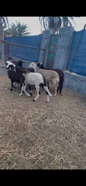 خمس حملات بكور سوداني هجين سوداني نجدي شيء منهن عشار
