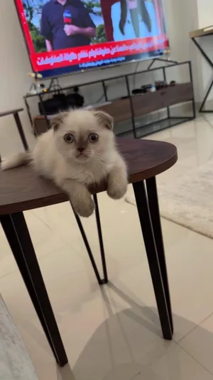 سكوش مع هملايا عمرها 5