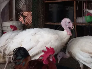Turkey for Sale