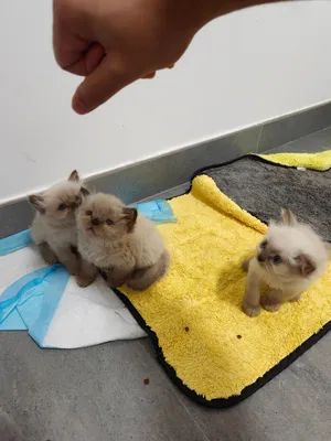 Himalayan Kittens Pure Breed
