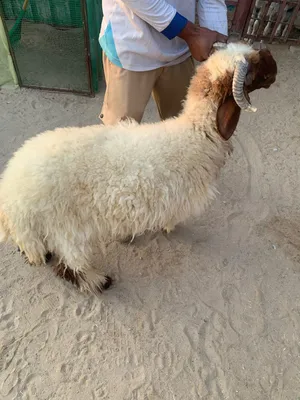 للبيع تمايم و تيوس