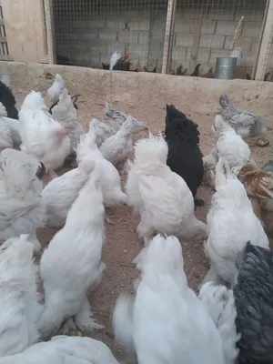 دجاج براهما أمهات وفراريج أعمار 4 شهور و5 شهور