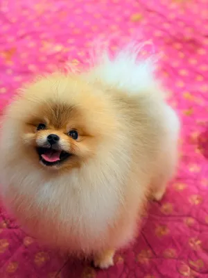 Pomeranian for sale