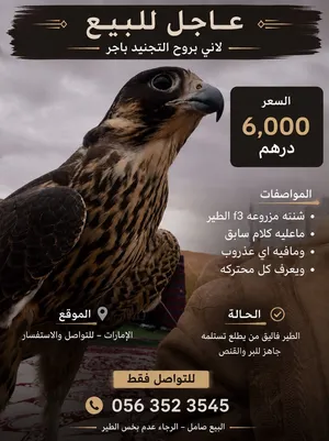 شاهين للبيع6