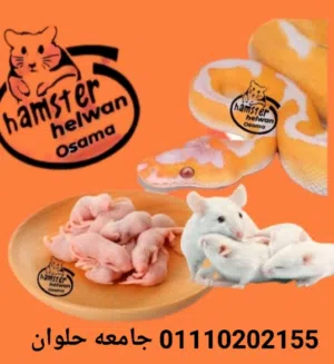 مايس ابيض  وبنكي تاكيل وهامسترات وابوليه وغنيا بيج في حلوان