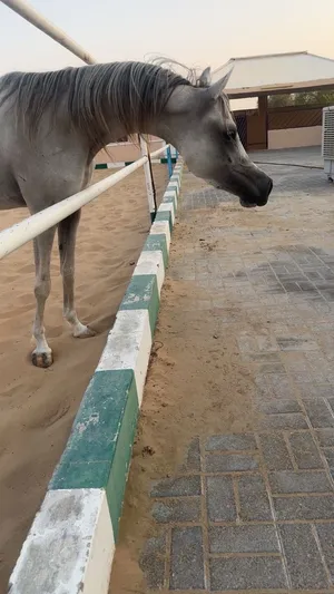 خيل جمال واهو للبيع