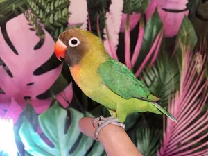 Black-cheeked lovebird for sale