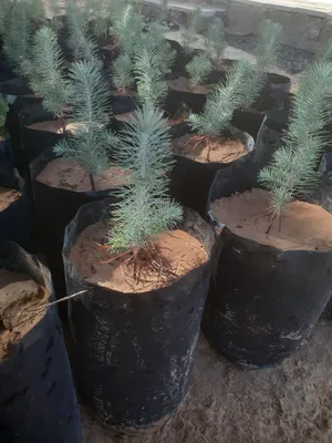 صنوبر حجري إيطالي بعمر سنه