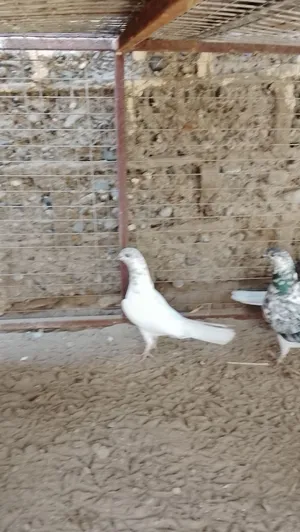حمام اربع حبات مطلوبه الحبه بنص ريال الوحده اربع حبات ري المنطقه الشعيبه