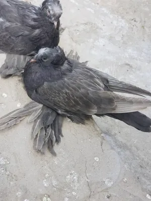 مطلوب حمام زينه وزواجل اللي يبيع يتواصل بي