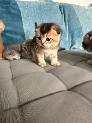 Scottish kitten munchkin male