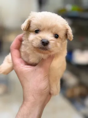 Mini puppies available