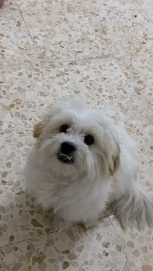 كلب ماليز اخد مطاعيم