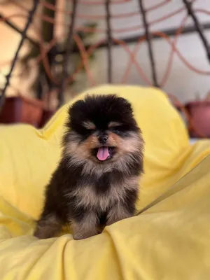 Pomeranian puppies