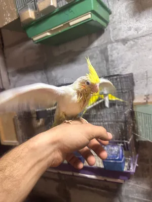 كوكتيل لاتينو عين حمره اليف جدا زق يدوي