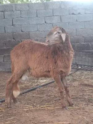 كباشه سودانيات صنف تبارك الرحمن سواكن وحمريات الحق عالزين حلال درجه اولى للتربيه الي يدور فحول