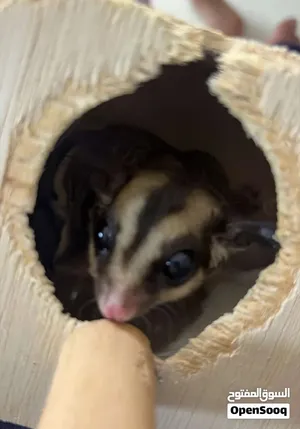 Sugar glider اليف مدرب مافي شي وصحي
