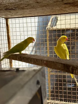 للبيع زوج دره لاسونج اصفر منتج وسبق له الانتاج من قبل