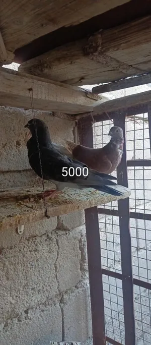 اخوان مذكور السعر ع كل صوره سعر نهائي