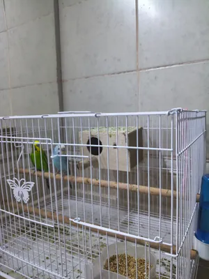 النوع: بادجي / ببغاء الدرة الأسترالي (Budgerigar). عدد الطيور: 2. مافيهم شيء 350 درهم
