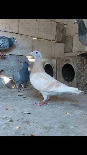 زاجل زوج أبطال وفرخ