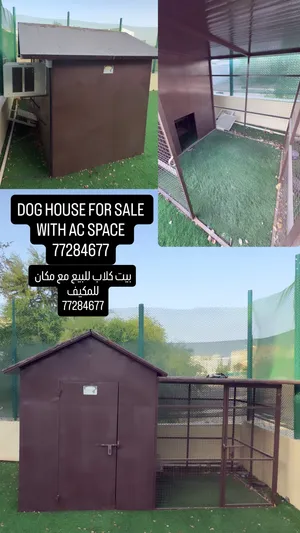 Dog house بيت للكلاب