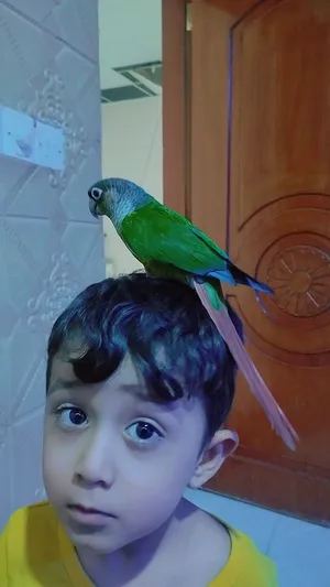 كنيور أليف ولعوب ويه الاطفال طير خشن وحلو للبيع او لمراوس