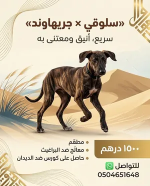 سلوقي ~ مع قريهاوند العمر شهرين 1500 درهم الحبه