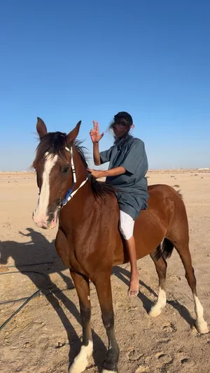 خيل عربي للبيع او البدل