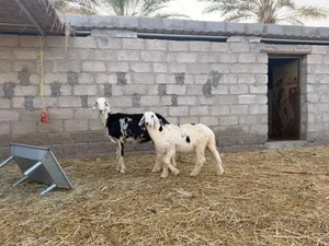 جاعدة نجدية وولدها