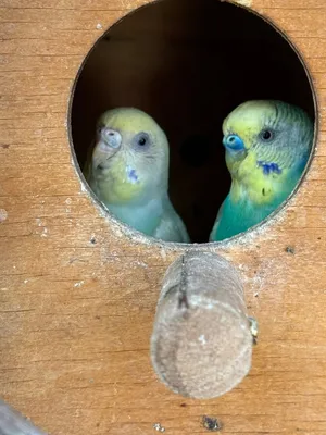Budgies and other birds