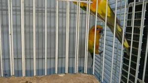 جوز صنكنيور ما شاء الله عنهن وجه شغل بضلهم بالعش تقريبا اغلب وقتهم والله يبارك لصاحب النصيب