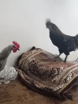 ديوك تنين بلادي واحد فيومي واحد