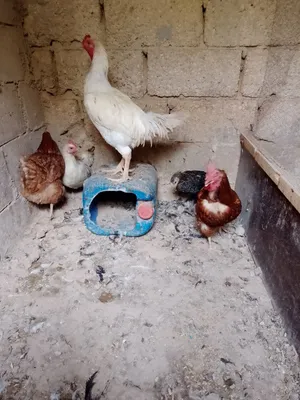 دجاج للبيع
