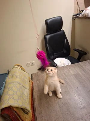 Adorable kittens ready for new home