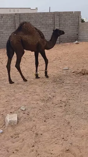 بكرة زرقاء غراب عمرها 8اشهر البيع مكان طرابلس