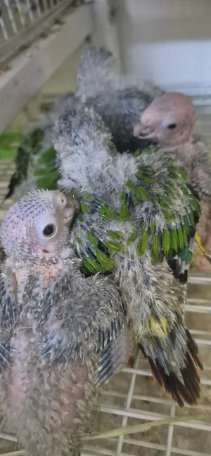 hand feeding yellow sided Highred Green cheek  chicks and other  hand feeding chicks