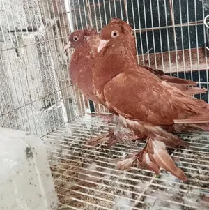 زوج حمام راعب مخاليف جاهزات