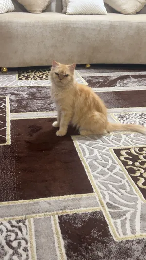 قطه شيرازي بيور للتبني.