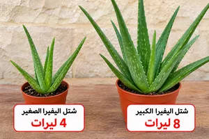 الموقع ايدون ضاحيت المير راشد الحجام صغير وا كبير