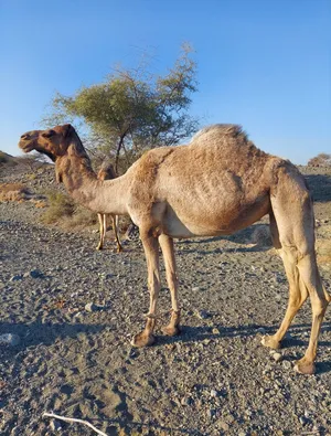 ناقه حايل  للبيع قليصه