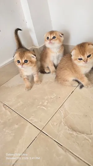 متاح للحجز كيتنز NY25 ذكور وإناث