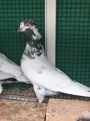 Pakistani Teddy kabootar for sale 30AED/pigeon