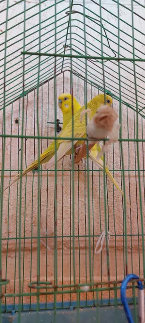 عصفير للبيع