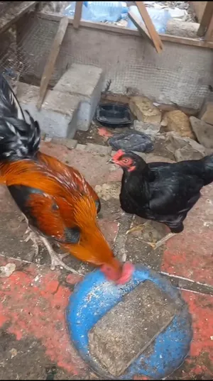 ديج  ودجاجه هراتيات بياضات