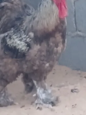 فروج براهما عملاق
