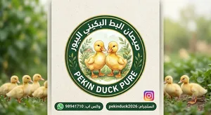 صيصان البط البكيني الفرنساوي البيور